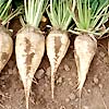 Sugar Beet